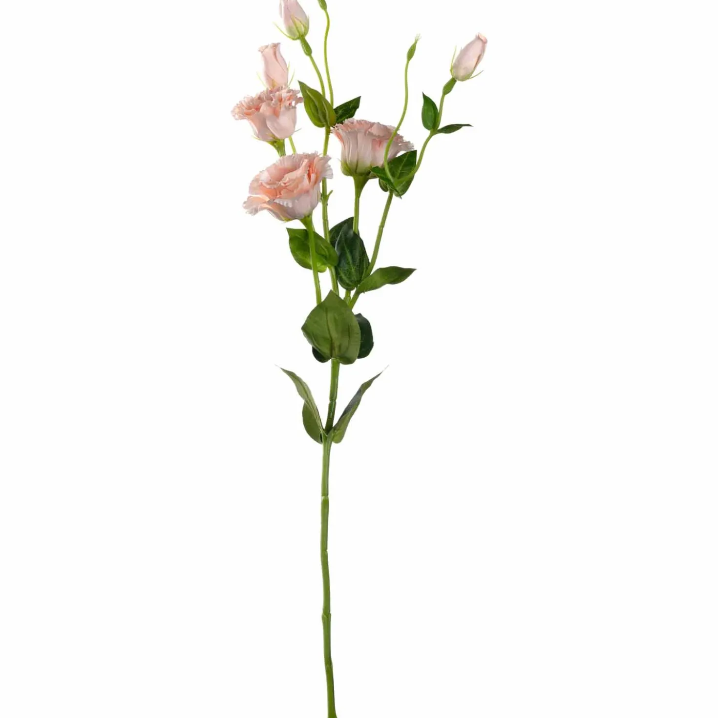 Lysianthus FIORE 78 cm apricot