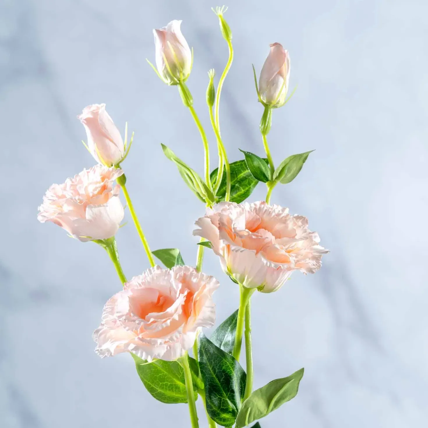 Lysianthus FIORE 78 cm apricot
