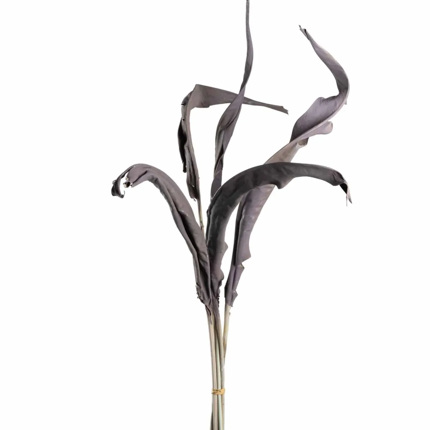 Strelizienblätter FIORE 80 cm taupe 5er-Set